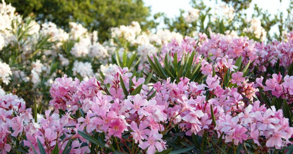 Les plantes méditerranéennes pour votre jardin La Pause Jardin — free download