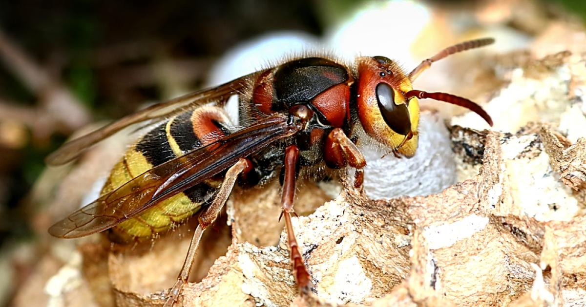 Frelons Asiatiques Identifier Et Lutter Contre Frelons Asiatiques Frelons Asiatiques Identifier Et Lutter Contre Frelons Asiatiques
