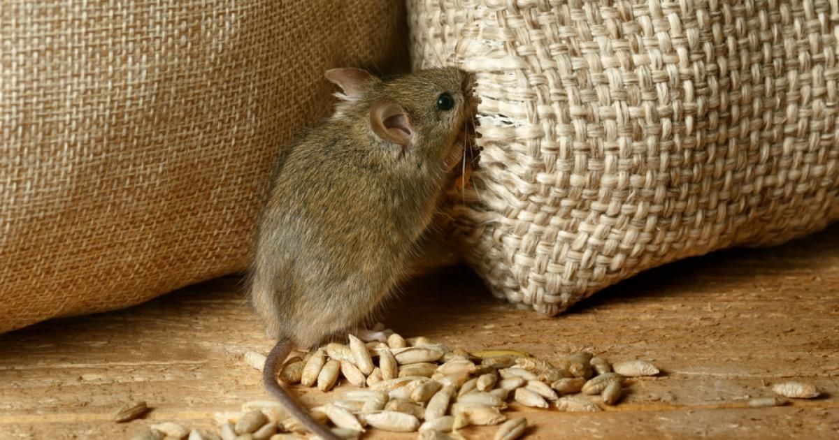 Comment se débarrasser des souris ? | La Pause Jardin