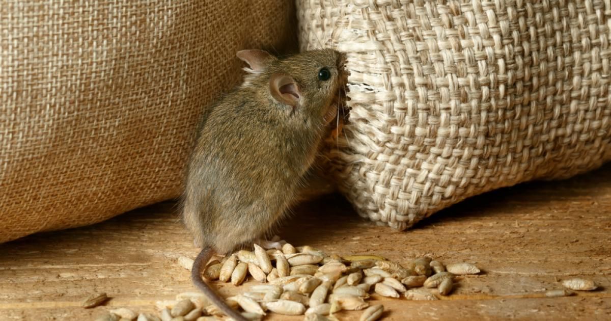 Lutter vous-même contre les souris dans votre maison