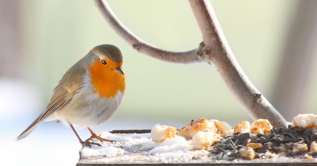 A guide on what to feed birds in winter Love The Garden