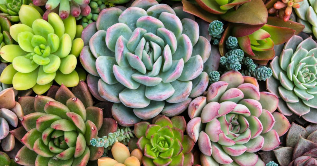 Ziemia do sukulentw - jakie podoe wybra? | Love The Garden