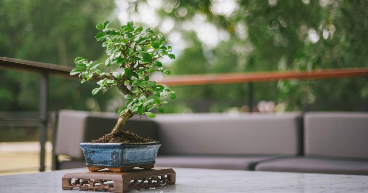 Entretien du bonsa : comment tailler et arroser votre arbre ? | La Pause  Jardin