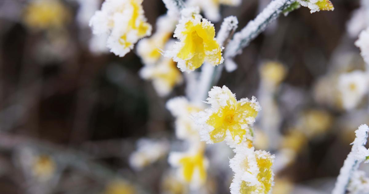 Quelles plantes fleuries choisir en hiver? | Ilovemygarden