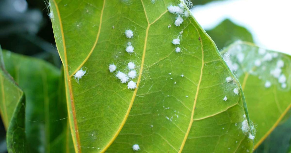 How To Identify & Get Rid Of Woolly Aphids | Love The Garden
