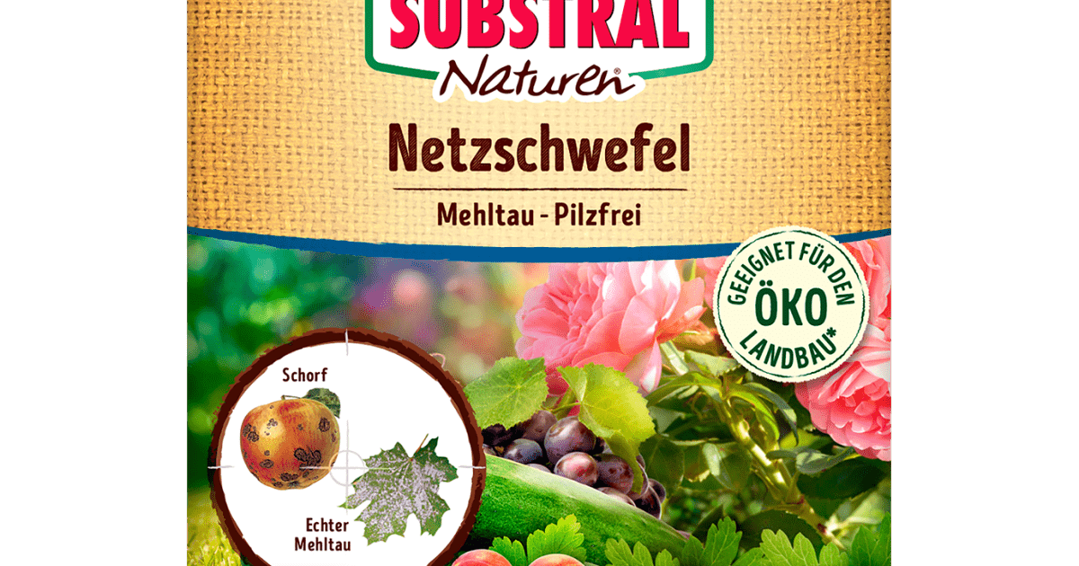 zimmerpflanzen mix Pflanzen Mix - Überraschungsbox Zimmerpflanzen - Ø12cm