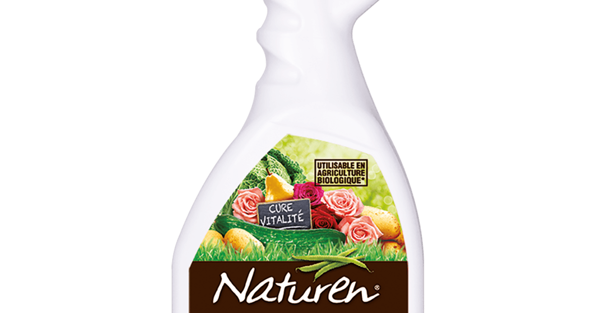 Purin d orties contre pucerons