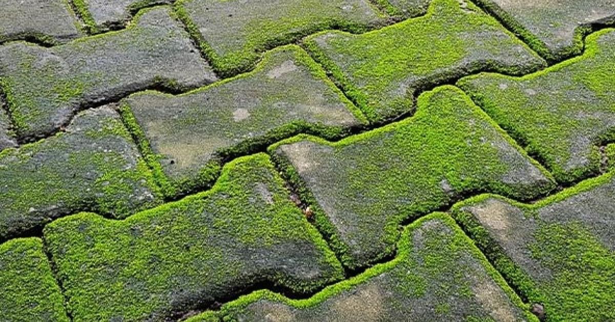 groene aanslag verwijderen oprit