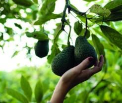 Avocado