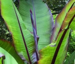 How to Grow Banana Plants 