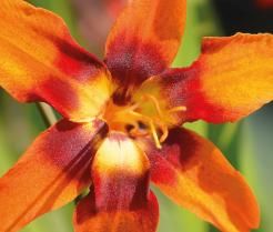 Crocosmia