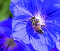 Love the Garden / Geranium 