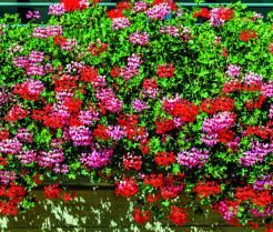 Love the Garden / Geranium 