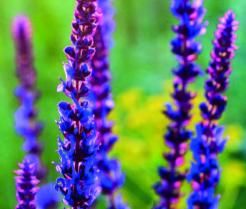 Salvias