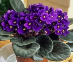 African Violet