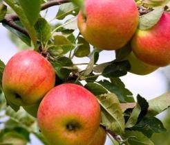How to grow & care for apple trees