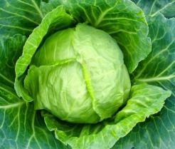 How to grow & care for cabbage