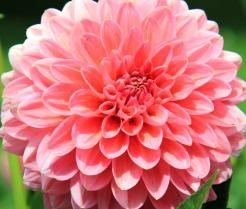 How to grow dahlia