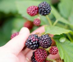 Harvesting Blackberries