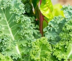 How to grow kale