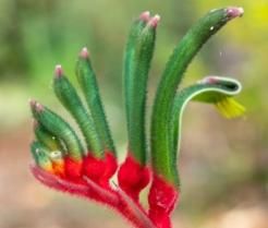 how to grow Kangaroo Paw