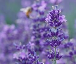 How to grow & care for lavender