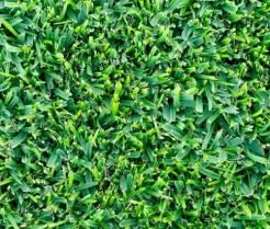 How To Grow & Care For Buffalo Lawn