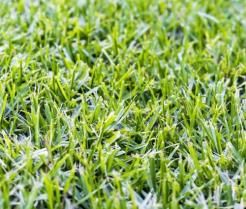 How To Grow & Care For Kikuyu Lawn