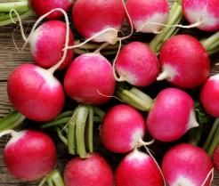 grow radishes