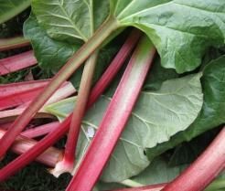 How to grow & care for rhubarb