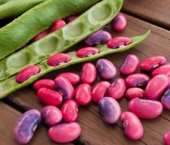 how to grow runner bean