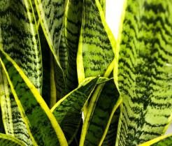 Snake Plant