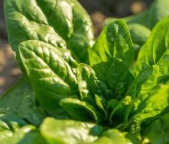 How to grow spinach