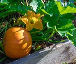 Milpa Beet: Kürbis, Bohne, Mais