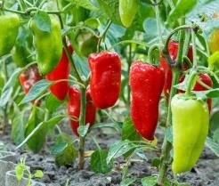 Paprika pflanzen, pflegen und ernten