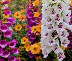 verschiedenfarbige Fingerhut Blumen mit Biene