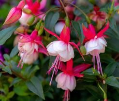 blühende Fuchsie