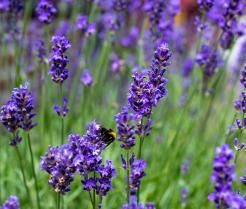 Lavendelblüten mit Hummel