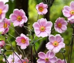 Anemonenblumen rosa