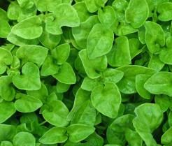 Brunnenkresse Blätter Nahaufnahme