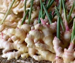 frische Ingwer Knollen