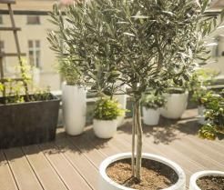 Olivenbaum auf Terrasse