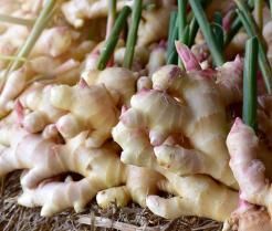 frische Ingwer Knollen