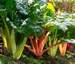 bunter Mangold erntereif