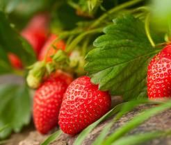 how to grow strawberries