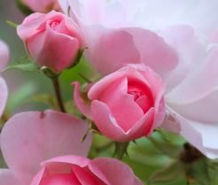 How to grow roses