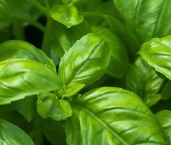 how to grow basil