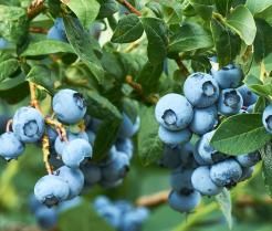 How to grow blueberries