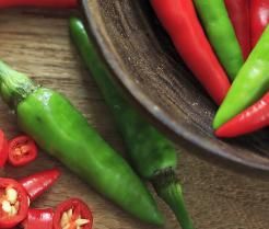 How to grow chillies
