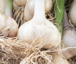 Knoblauch anbauen
